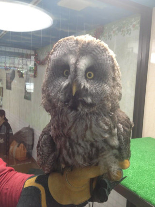 Illustration for article titled Who Thinks Japan's Owl Cafes Are a Hoot?